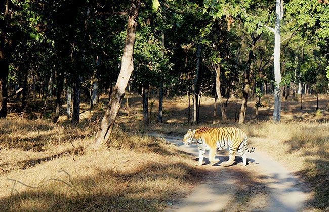 Royal Enfield Thunderbird 500