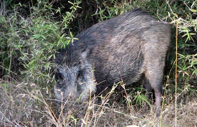 Royal Enfield Thunderbird 500