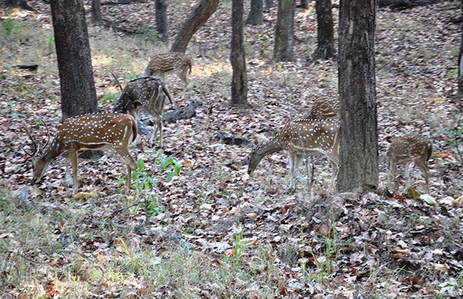 Royal Enfield Thunderbird 500