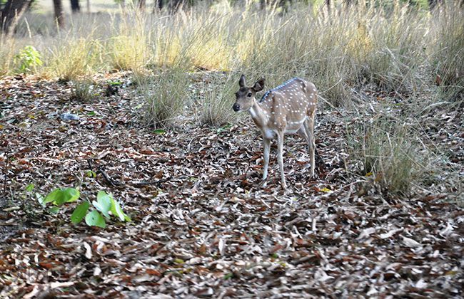 Royal Enfield Thunderbird 500