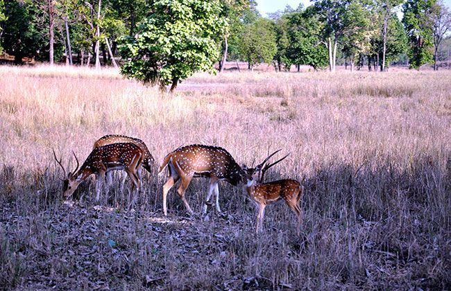 Royal Enfield Thunderbird 500