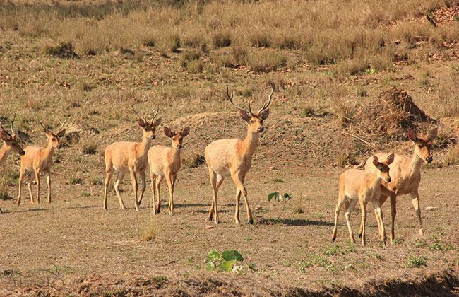 Royal Enfield Thunderbird 500