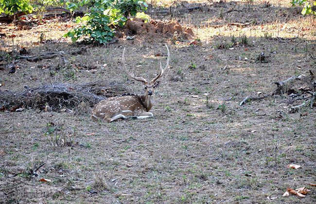 Royal Enfield Thunderbird 500