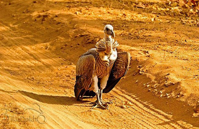 Royal Enfield Thunderbird 500