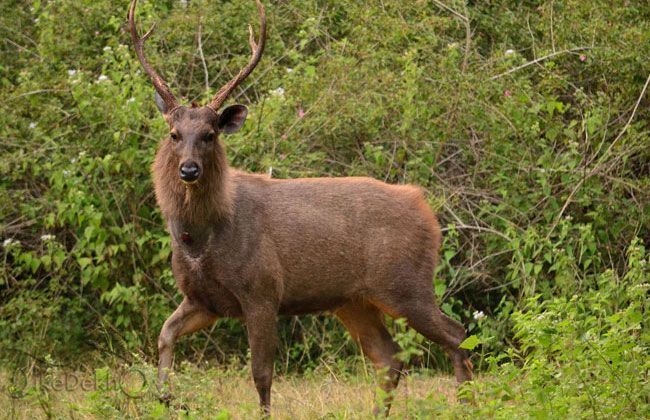 Royal Enfield Thunderbird 500