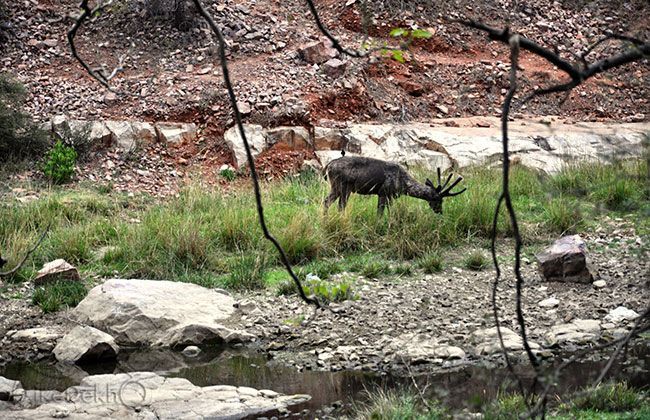 Royal Enfield Thunderbird 500