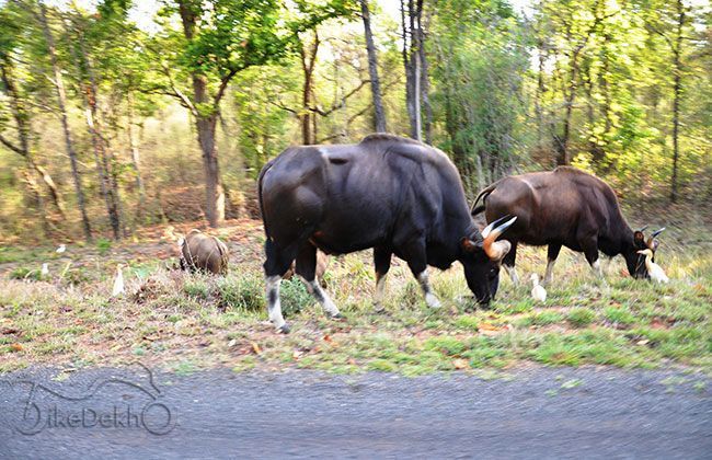 Royal Enfield Thunderbird 500
