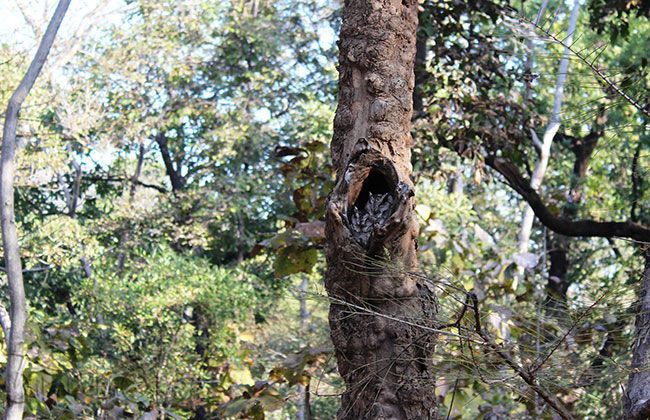 Royal Enfield Thunderbird 500