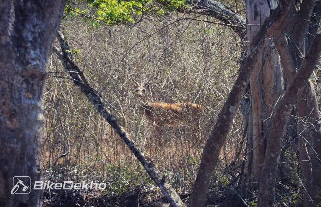 Mahindra Mojo Jungle Trail