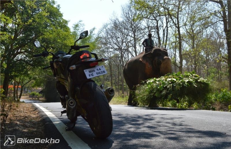 Mahindra Mojo Jungle Trail