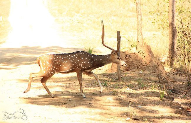 Royal Enfield Thunderbird 500