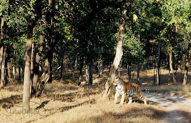 Royal Enfield Thunderbird 500