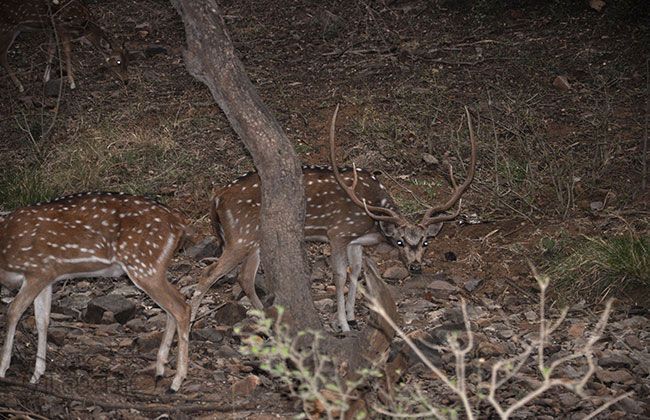 Royal Enfield Thunderbird 500