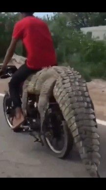 Watch: This Biker Gives A Whole New Meaning To Riding Bikes